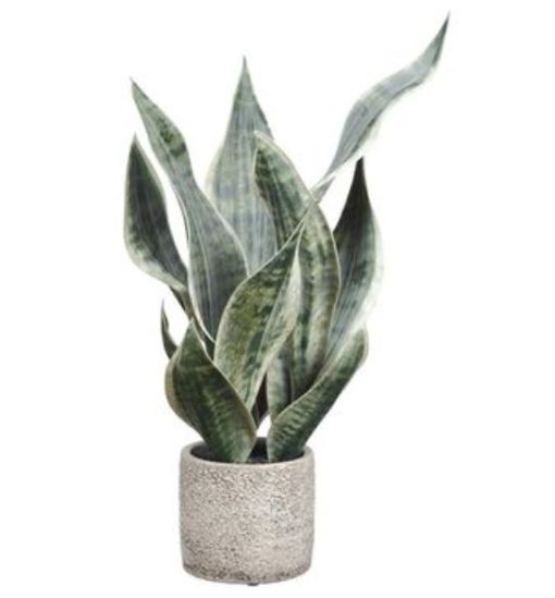 Sansevieria Plant in Cement Pot 18"