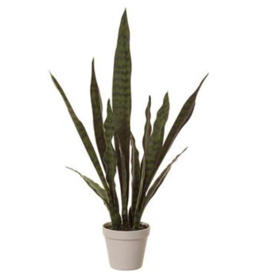 Sansevieria Plant in Pot (26")