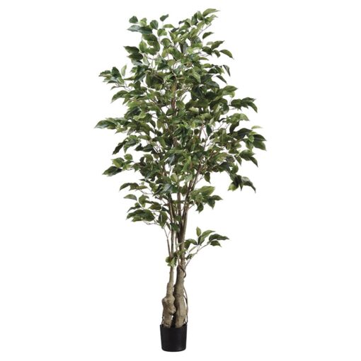 Ficus Tree (5')