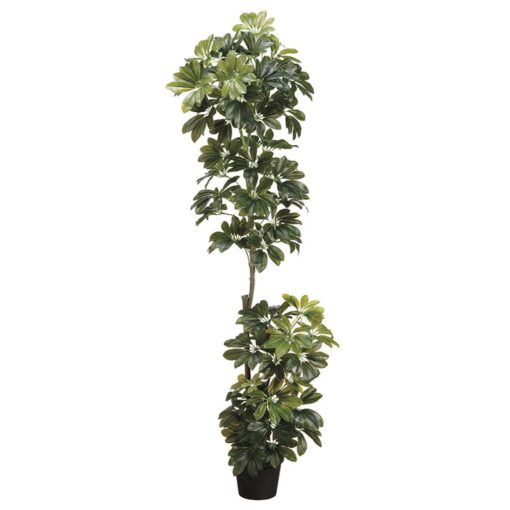 Eva Schefflera Plant (56")